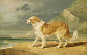 Collie a pelo ruvido, 1809